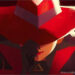 New Carmen Sandiego Journey Recreation Introduced, Options First Playable Look Of Identify Personality – Information
