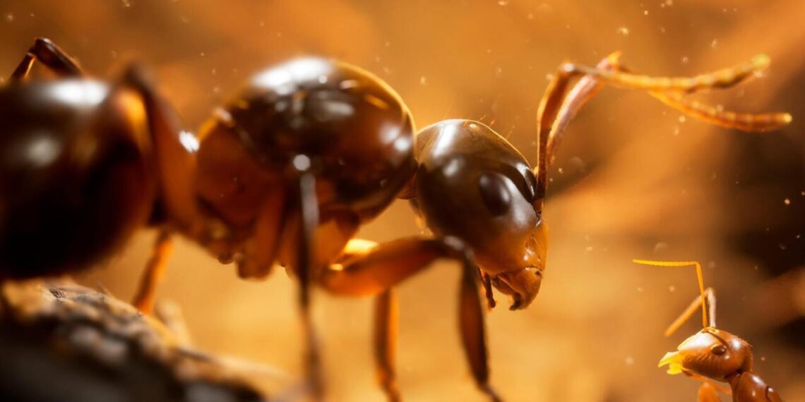 Empire of the Ants Evaluation (PS5)