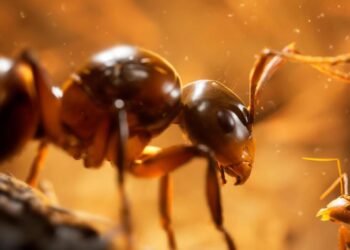 Empire of the Ants Evaluation (PS5)