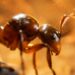 Empire of the Ants Evaluation (PS5)